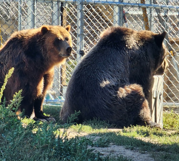 Big Bear Alpine Zoo (Big&nbspBear&nbspLake,&nbspCA)